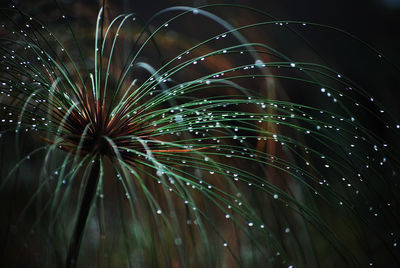 Low angle view of firework display at night