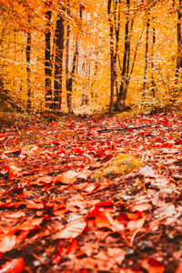 Surface level of autumn leaves in forest