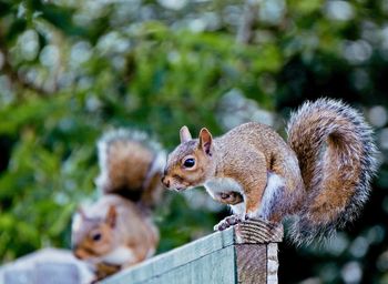 Squirrel on a tree