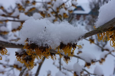 Close-up of frozen tree during winter