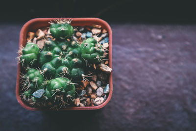 High angle view of potted plant on table