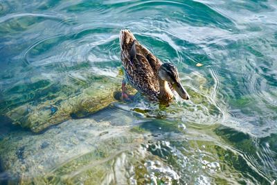 High angle view of duck swimming in sea