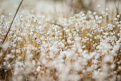 Close-up of white flowering plants on field