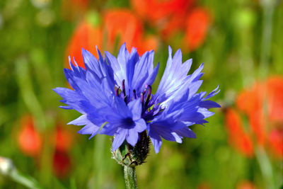 Close-up of insect on flower