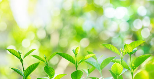 Close-up of fresh green leaves on field