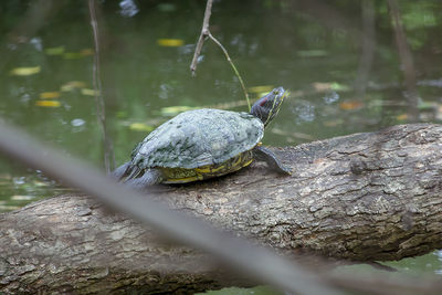 Close-up of turtle on rock