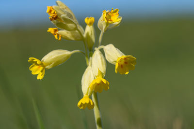 Close-up of yellow flowering plant