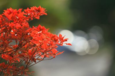 Close-up of red flower
