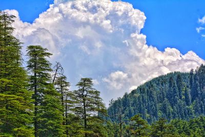 Low angle view of pine trees against sky