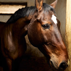 Close-up of horse