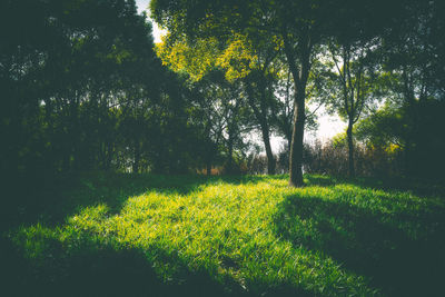 Yellow flowers growing in forest