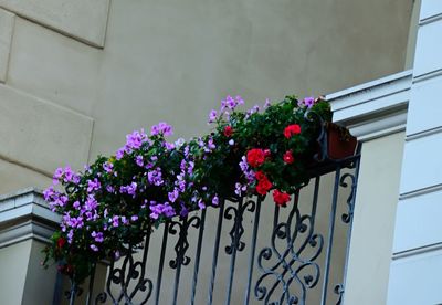 Low angle view of purple flowering plants against building