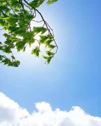 Low angle view of tree against blue sky