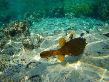 Boxfish near jaz maraya, coraya bay, marsa alam, egypt. shallow waters with tropical fish