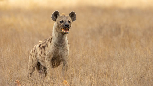 African black spotted hyena