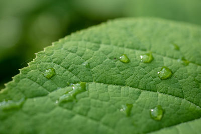 Close-up of drops on leaf