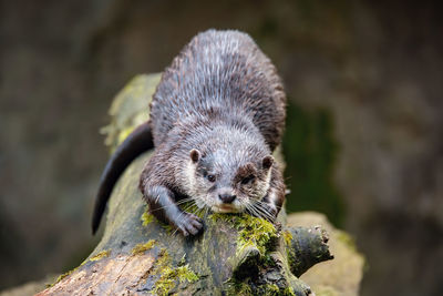 Close-up of an animal