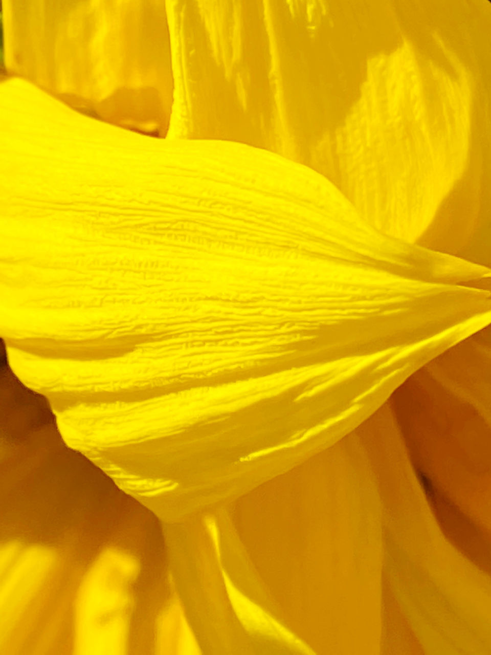 FULL FRAME SHOT OF FRESH YELLOW FLOWER