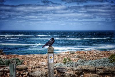 Seagull perching on wooden post at beach
