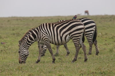 Zebra standing on field against sky