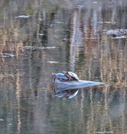 Duck swimming in a lake