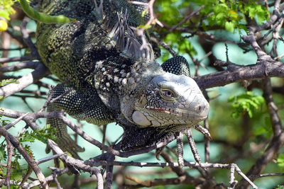 Close-up of lizard on tree