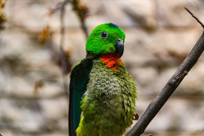 Close-up of parrot perching on branch