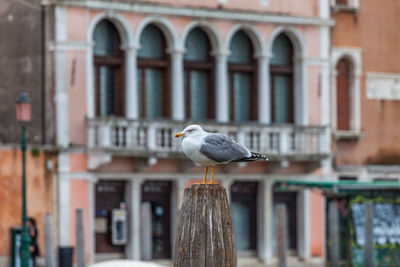 Young seagull on the bank of the canal grande, venice, italy