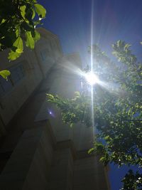 Low angle view of sun shining through trees