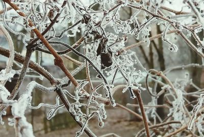 Close-up of branches during winter