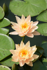 Close-up of lotus water lily in lake