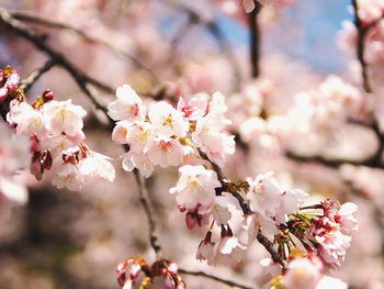 Close-up of pink cherry blossoms in spring