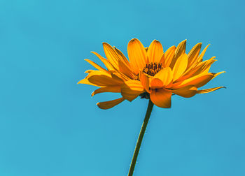 Close-up of yellow flower against blue sky