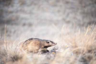 Close-up of an animal on land