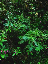 Close-up of flowering plant in forest