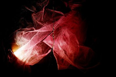 Close-up of red leaves against black background