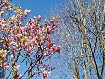 Low angle view of pink flowers