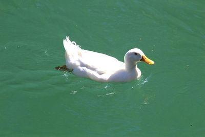 High angle view of swan swimming in lake