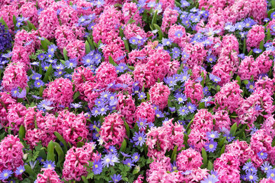 Full frame shot of pink flowers blooming outdoors