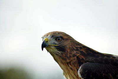 Close-up of bird