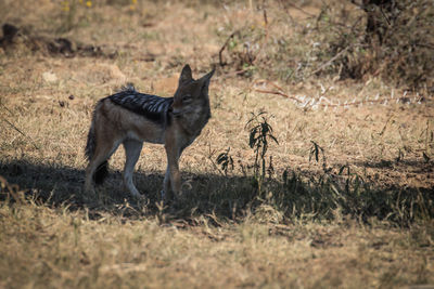 Black-backed jackal standing on field at forest