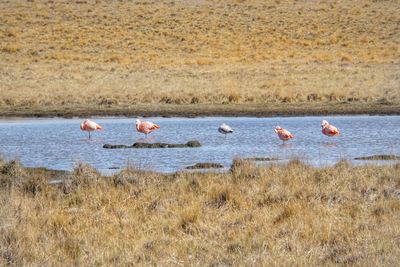 Flamingos in a lake 