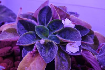 Close-up of purple flowers