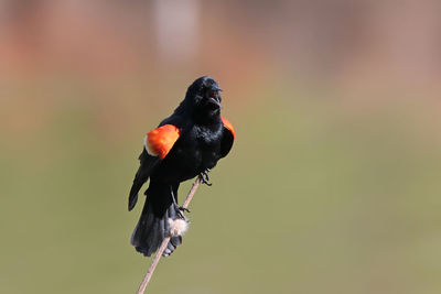 Red-winged blackbird perching on twig