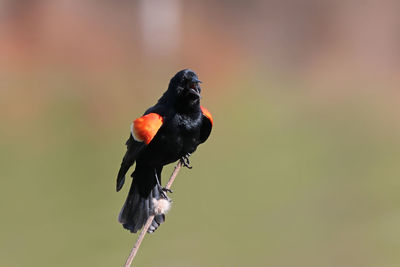 Close-up of bird perching on branch