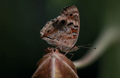 Close-up of butterfly on flower