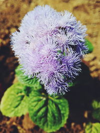 Close-up of purple flowers