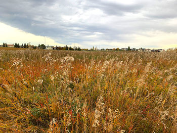 Scenic view of field against sky