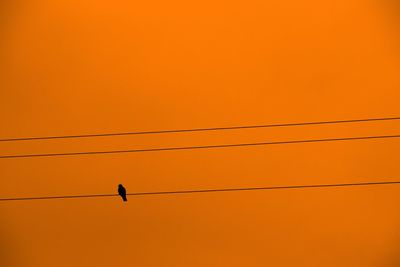 Low angle view of silhouette birds flying against orange sky