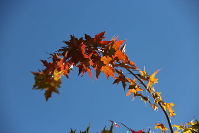 Low angle view of maple tree against clear blue sky